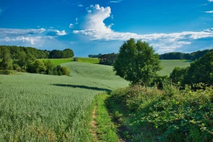 Kwiaty jadalne w kuchni: przepisy i korzyści zdrowotne